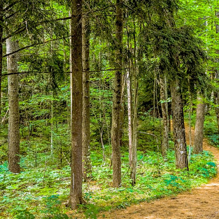 Winding woodland trail running through an Adirondack forest